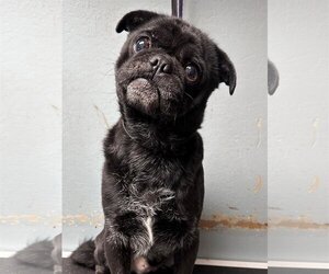 Pug Dogs for adoption in Sioux Falls, SD, USA