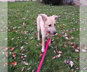 Mutt Dogs for adoption in New London, WI, USA