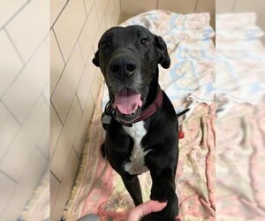 Great Dane Dogs for adoption in Fort Wayne, IN, USA