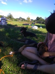 Chug Dogs for adoption in Oviedo, FL, USA
