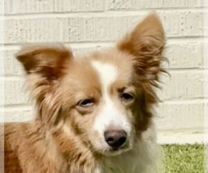 Pembroke Welsh Corgi-Unknown Mix Dogs for adoption in Canton, CT, USA