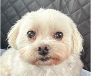 Maltese-Unknown Mix Dogs for adoption in San Ramon, CA, USA