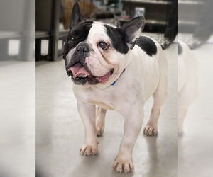 Mutt Dogs for adoption in Wilmington, NC, USA