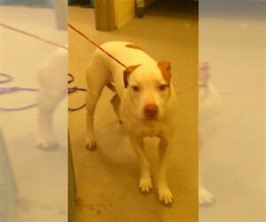 Medium Photo #1 Pointer-Unknown Mix Puppy For Sale in Sanford, FL, USA