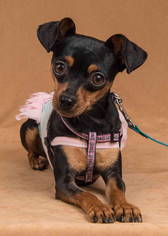 Doxie-Pin Dogs for adoption in Davis , CA, USA