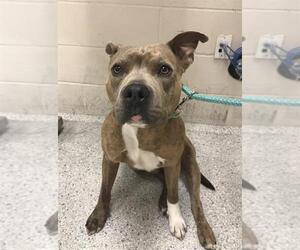 American Pit Bull Terrier-Unknown Mix Dogs for adoption in Conroe, TX, USA