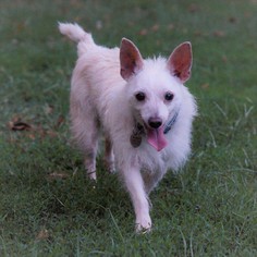 Chihuahua-Unknown Mix Dogs for adoption in Bealeton, VA, USA