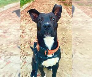 Mutt Dogs for adoption in Sacramento, CA, USA