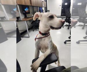 Labrador Retriever Dogs for adoption in Temple, TX, USA