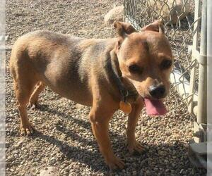 Chiweenie Dogs for adoption in Bemidji, MN, USA