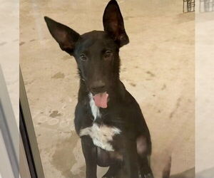 German Shepherd Dog-Unknown Mix Dogs for adoption in Tavares, FL, USA