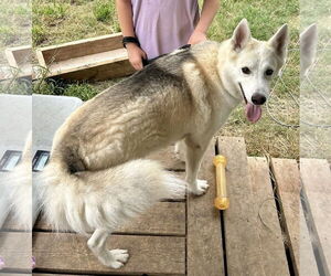 Alusky Dogs for adoption in Minneapolis, MN, USA