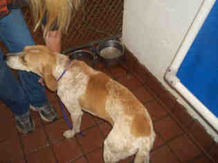 Redbone Coonhound Dogs for adoption in Waynesville, NC, USA