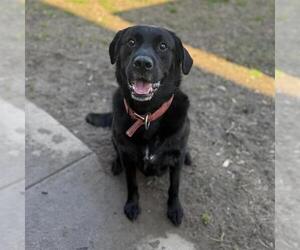 Labrottie Dogs for adoption in Modesto, CA, USA