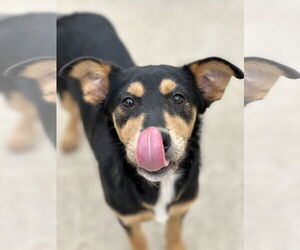 Australian Kelpie-Unknown Mix Dogs for adoption in Houston, TX, USA