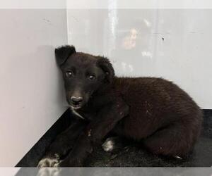 Labrador Retriever-Unknown Mix Dogs for adoption in Visalia, CA, USA