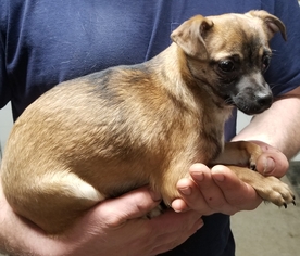 Chihuahua Dogs for adoption in SHERBURNE, NY, USA