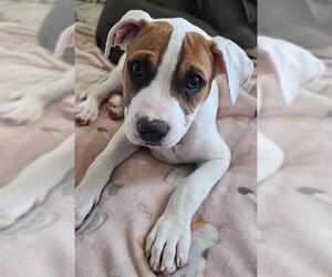 Bullboxer Pit Dogs for adoption in Sacramento, CA, USA