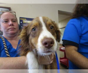 Australian Shepherd Dogs for adoption in Ocala, FL, USA