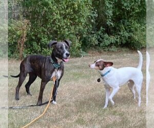 Catahoula Leopard Dog-Unknown Mix Dogs for adoption in Redmond, WA, USA