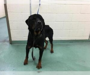 Rottweiler Dogs for adoption in Memphis, TN, USA