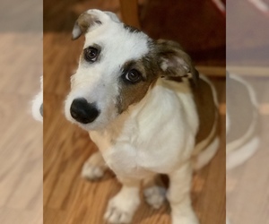 Basset Hound-Jack Russell Terrier Mix Dogs for adoption in Fresno, CA, USA
