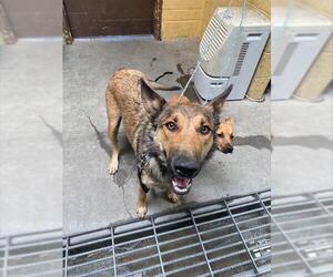 German Shepherd Dog Dogs for adoption in Stockton, CA, USA