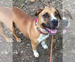 Boxer Dogs for adoption in Rockaway, NJ, USA