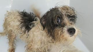 Maltipoo Dogs for adoption in Houston, TX, USA