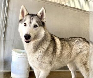 Siberian Husky Dogs for adoption in San Bernardino, CA, USA