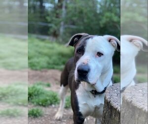 American Pit Bull Terrier-Unknown Mix Dogs for adoption in Lonsdale, AR, USA