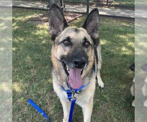 German Shepherd Dog Dogs for adoption in Boston, MA, USA
