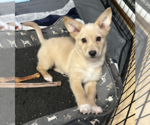 Border Collie-Siberian Husky Mix Dogs for adoption in Anchorage, AK, USA