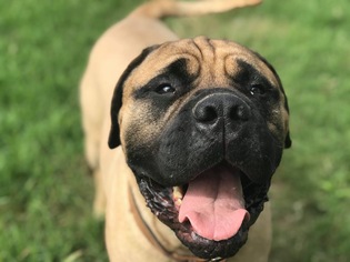 Bullmastiff Dogs for adoption in Chambersburg, PA, USA