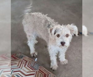 Mutt Dogs for adoption in Grafton, WI, USA