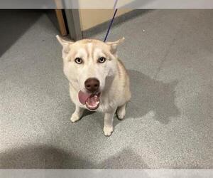 Siberian Husky Dogs for adoption in Orange, CA, USA