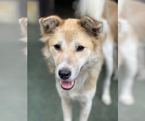 Mutt Dogs for adoption in NYC, NY, USA