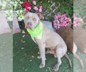Staffordshire Bull Terrier Dogs for adoption in Oklahoma City, OK, USA