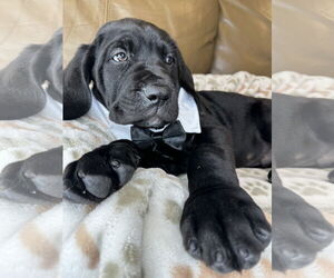 Mutt Dogs for adoption in Goodyear, AZ, USA