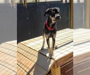 Italian Greyhuahua Dogs for adoption in Frisco, CO, USA