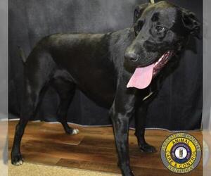 Labrador Retriever Dogs for adoption in Nicholasville, KY, USA
