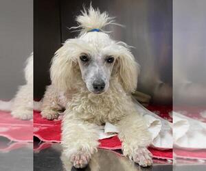 Poodle (Miniature) Dogs for adoption in Woodland, CA, USA