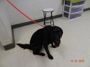 Labrador Retriever-Unknown Mix Dogs for adoption in Gulfport, MS, USA