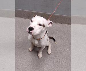American Pit Bull Terrier-Unknown Mix Dogs for adoption in Las Vegas, NV, USA