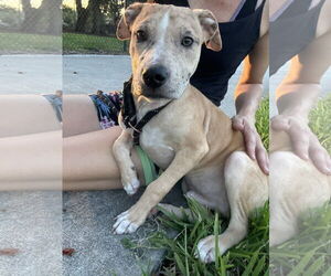 Catahoula Leopard Dog-Unknown Mix Dogs for adoption in Sanford, FL, USA