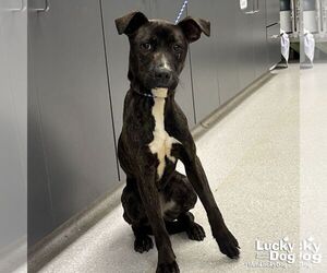 Mutt Dogs for adoption in Washington, DC, USA