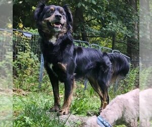 Border Collie-Unknown Mix Dogs for adoption in Hedgesville, WV, USA