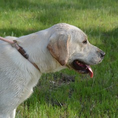 Medium Photo #1 Labrador Retriever-Unknown Mix Puppy For Sale in Sunnyvale, CA, USA