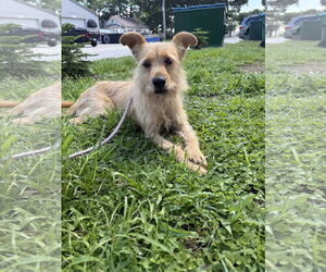 Border Terrier-Unknown Mix Dogs for adoption in Sanford, FL, USA