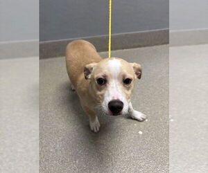 Chihuahua-Unknown Mix Dogs for adoption in Las Vegas, NV, USA